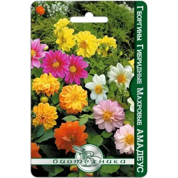 Семена Георгины гибридные махровые Амадеус (а/ф Биотехника)