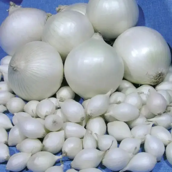 Лук-севок Стардаст разбор 10/21 (1 уп. - 350 гр)