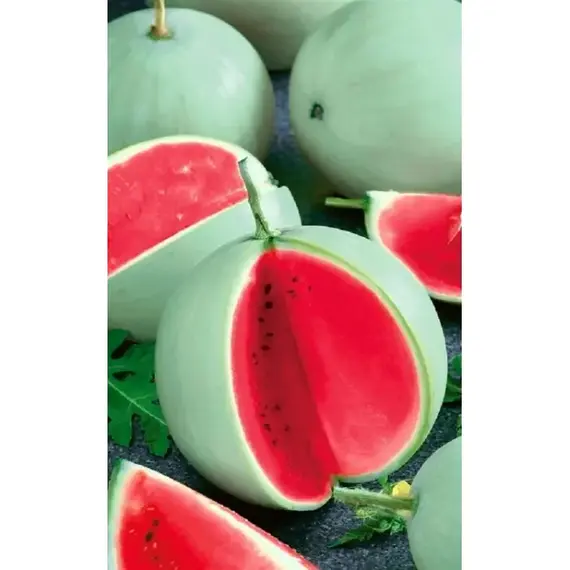 Семена Арбуз Память Холодова (а/ф Уральский Дачник)