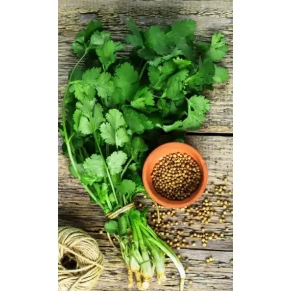 Семена Кориандр (кинза) Алексеевский 190 (а/ф Уральский Дачник)