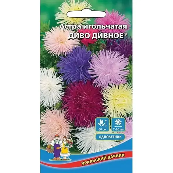 Семена Астра игольчатая Диво дивное (а/ф Уральский Дачник)