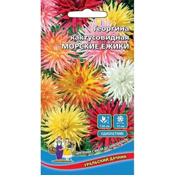 Семена Георгина Морские Ежики - кактусовидная (а/ф Уральский Дачник)