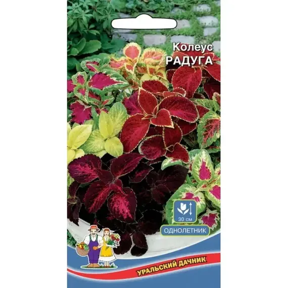 Семена Колеус Радуга (а/ф Уральский Дачник)