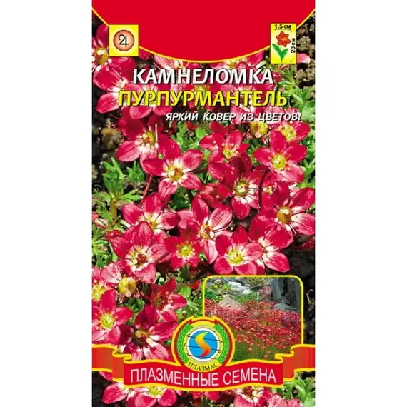 Семена Камнеломка Пурпурмантель (а/ф Плазменные семена)