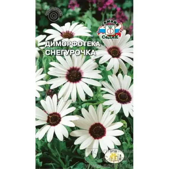 Семена Диморфотека Снегурочка белая (а/ф Седек)