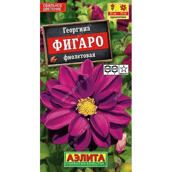 Семена Георгина Фигаро махровая фиолетовая (а/ф Аэлита)