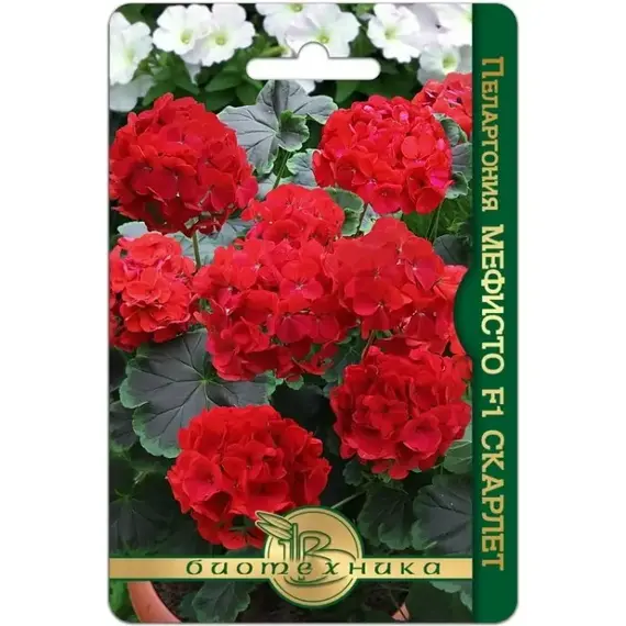 Семена Пеларгония коричневолистная Мефисто F1 Скарлет (а/ф Биотехника)