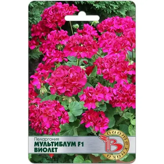 Семена Пеларгония Мультиблум F1 Виолет (а/ф Биотехника)