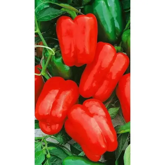 Семена Перец Омброне F1 5 Шт (а/ф Росток)