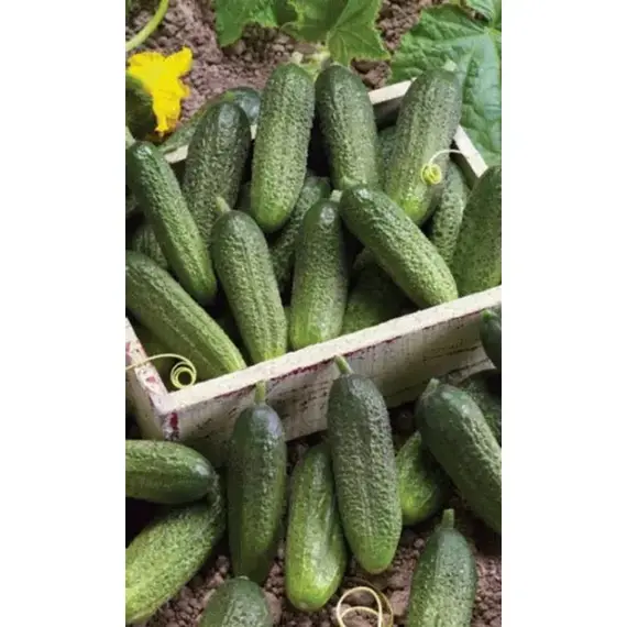 Семена Огурец Хрустящий - корнишон (а/ф Уральский Дачник)