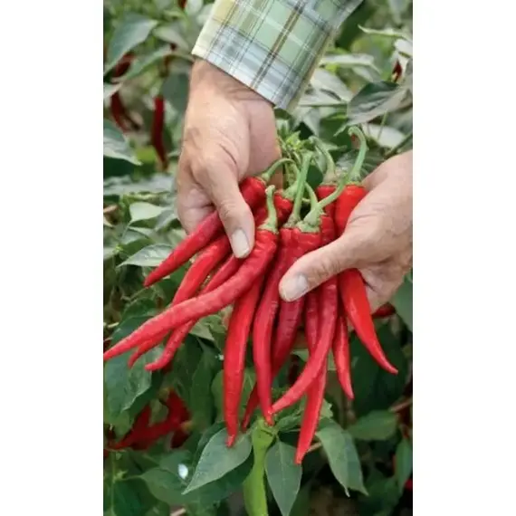 Семена Перец острый Язык дракона (а/ф Уральский Дачник)