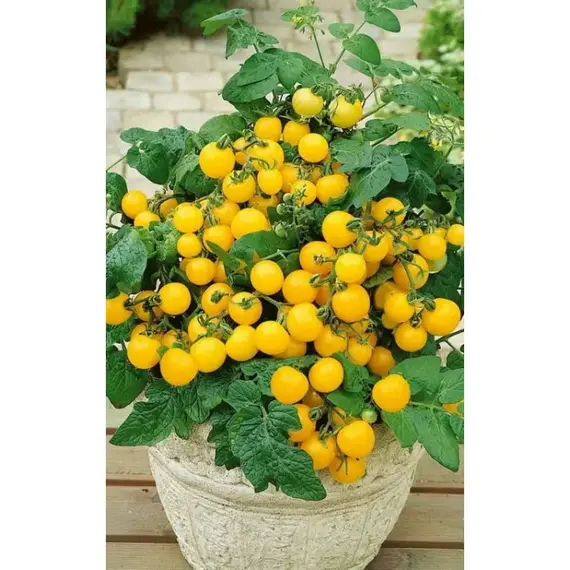 Семена Томат Ацтек (Овощной рай) (а/ф Уральский Дачник)