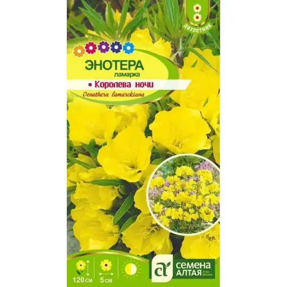 Семена Энотера Ламарка Королева Ночи (а/ф Семена Алтая)