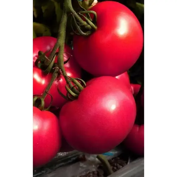 Семена Томат Фуджи F1 5 Шт (а/ф Росток)