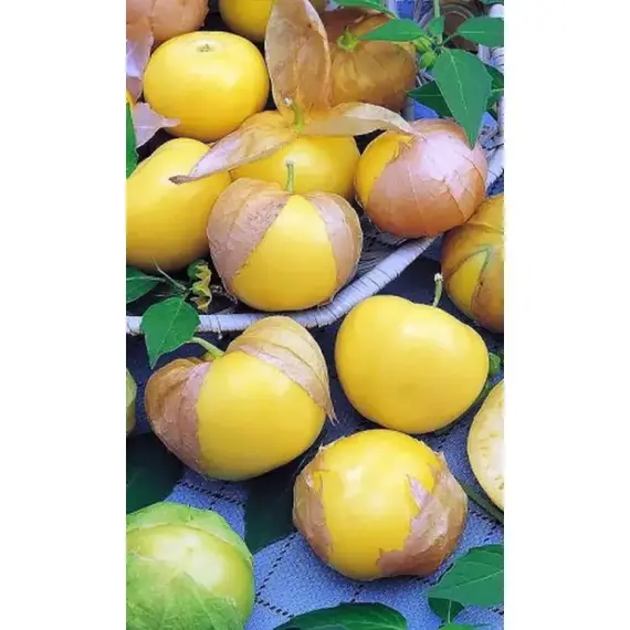 Семена Физалис Королек (а/ф Уральский Дачник)