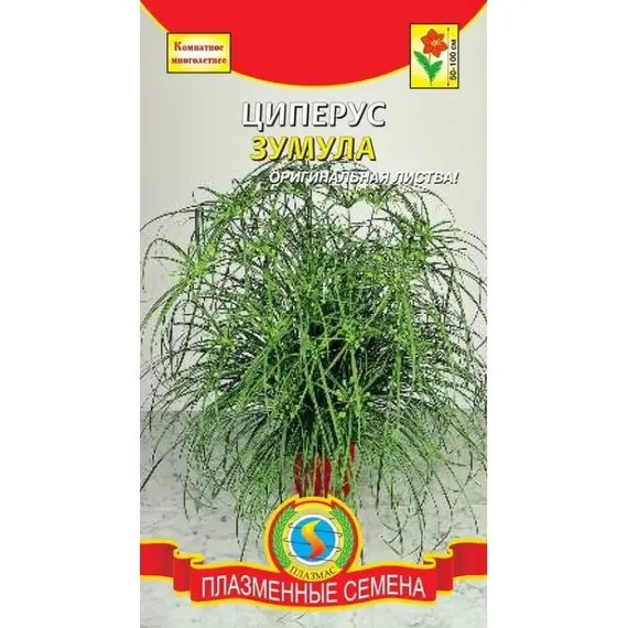 Семена Циперус Зумула (а/ф Плазменные семена)