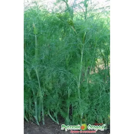 Семена Укроп Аллигатор (2г. а/ф Русский Огород)