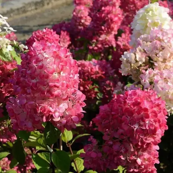 Гортензия метельчатая Даймонд Руж, изображение 3