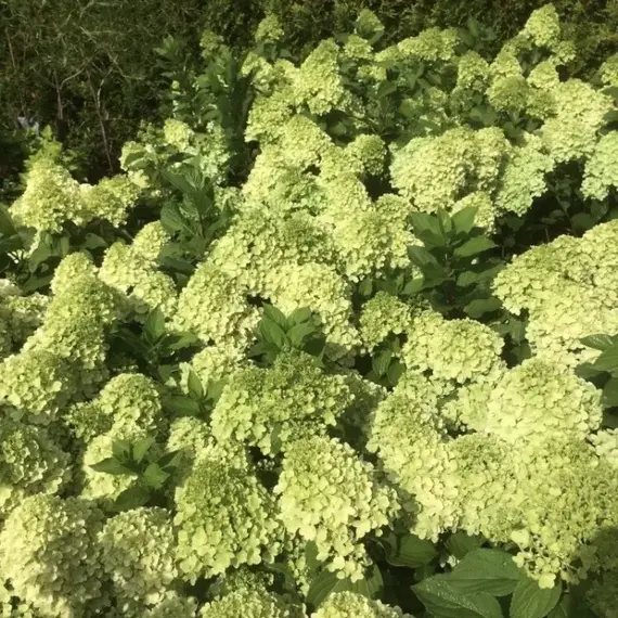 Гортензия метельчатая Мохито, изображение 2