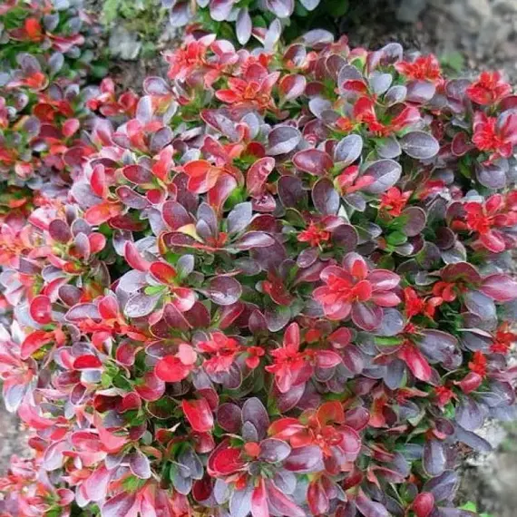 Барбарис тунберга Багатель, изображение 2