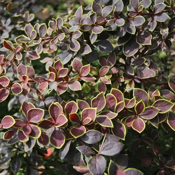 Барбарис тунберга Коронита, изображение 2