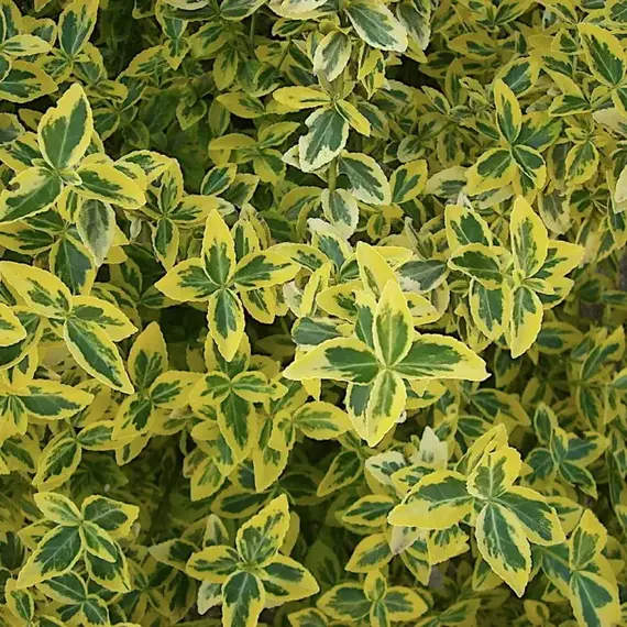 Бересклет форчуна Эмеральд Голд, изображение 2