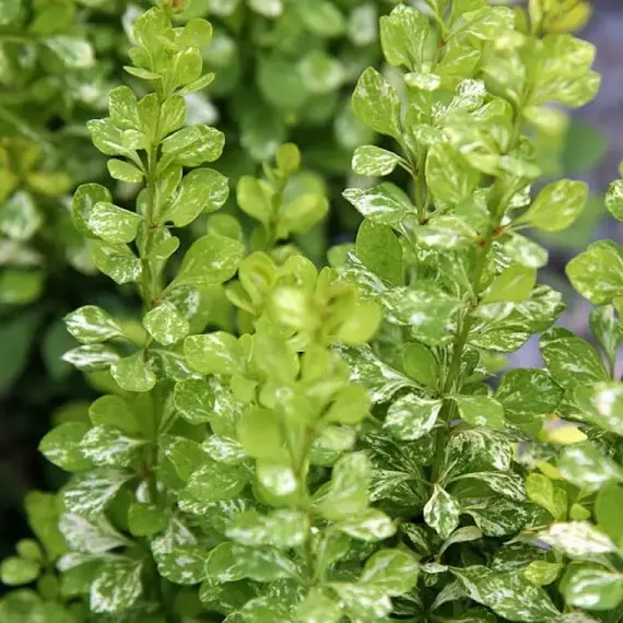 Барбарис тунберга Сильвер Пиллар, изображение 2