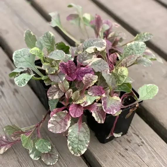 Живучка ползучая Бургунди Глоу, изображение 2