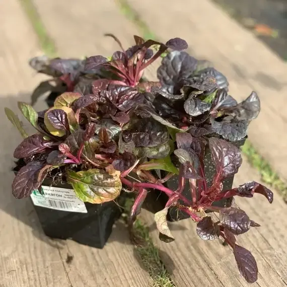 Живучка ползучая Махагон, изображение 2