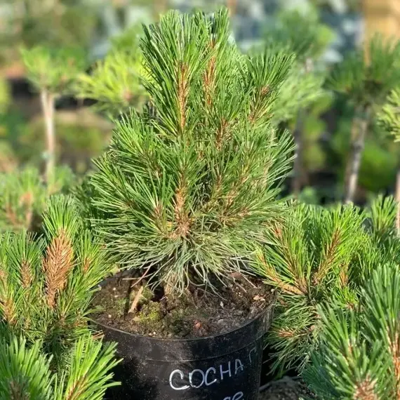 Сосна горная Хессе, изображение 2