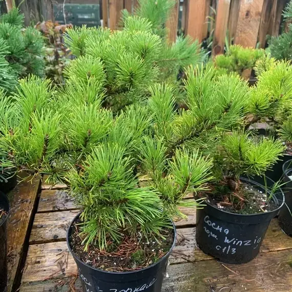 Сосна горная Винзиг, изображение 2