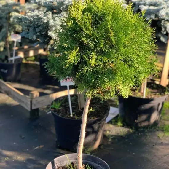 Туя западная Смарагд бонсай Болл на штамбе, изображение 2