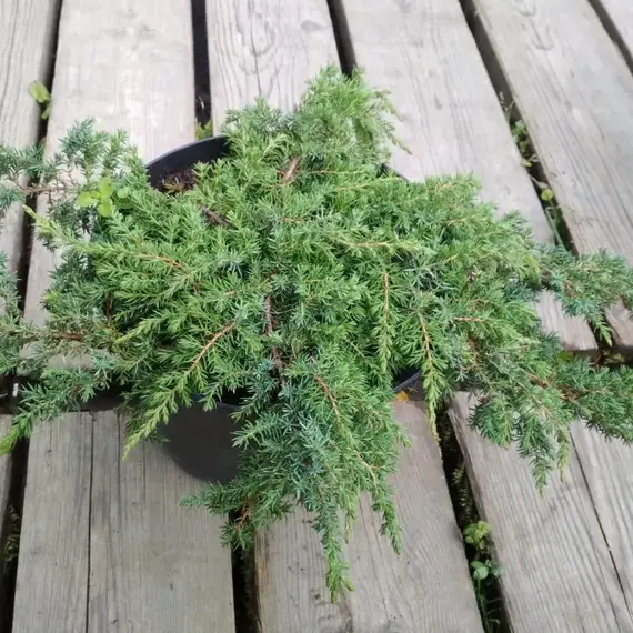 Можжевельник обыкновенный Грин Карпет, изображение 2