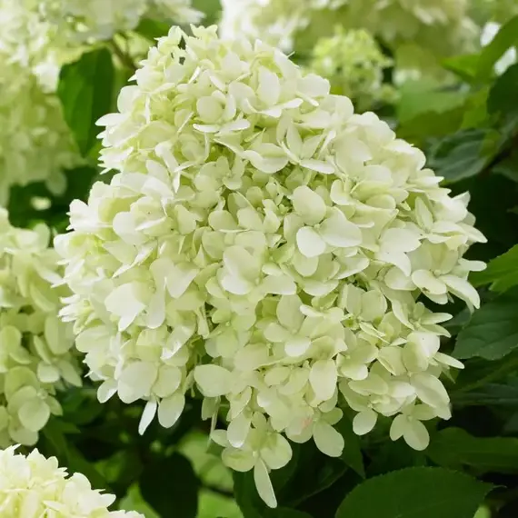 Гортензия метельчатая Литл Спуки, изображение 2