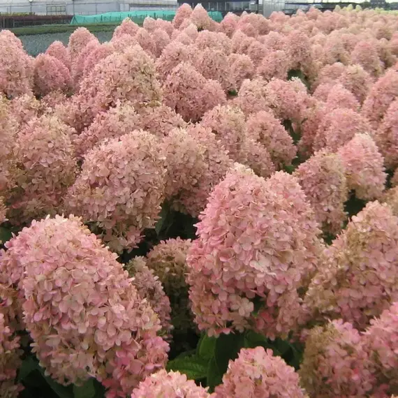 Гортензия метельчатая Мэджикал Кэндл, изображение 2