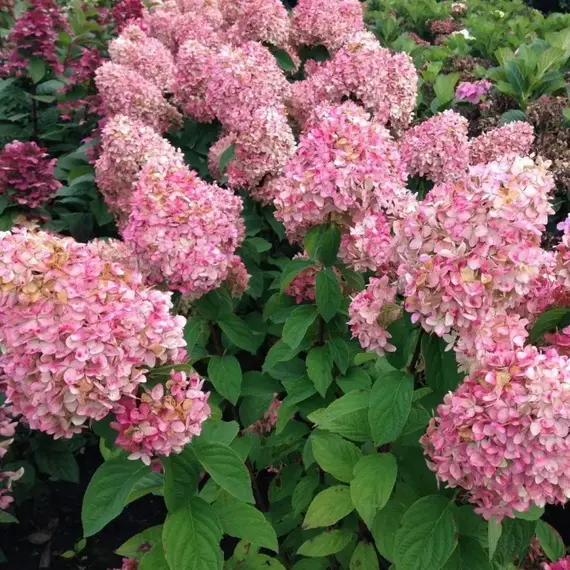 Гортензия метельчатая на штамбе Мэджикал Кэндл, изображение 3