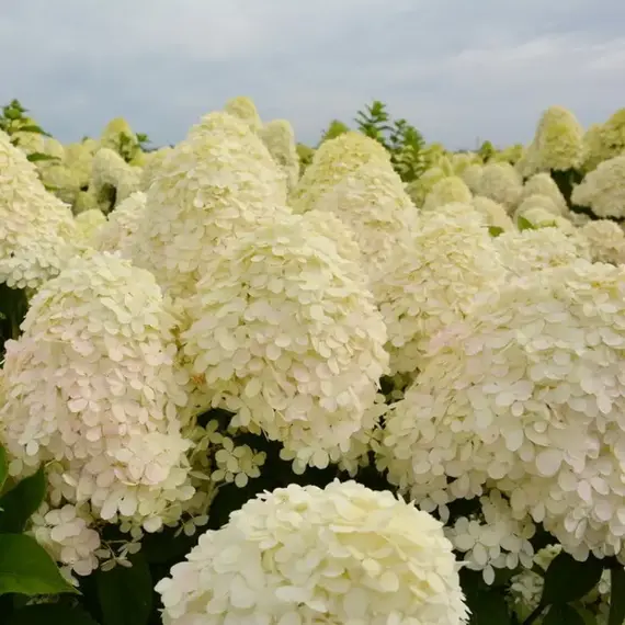 Гортензия метельчатая Мэджикал Мунлайт, изображение 3