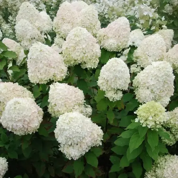 Гортензия метельчатая на штамбе Фантом, изображение 2