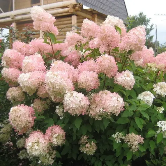 Гортензия метельчатая Фантом, изображение 2