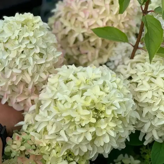 Гортензия метельчатая Скайфолл, изображение 2