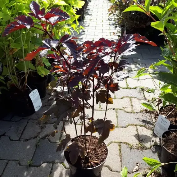 Пузыреплодник калинолистный Леди ин Ред, изображение 2