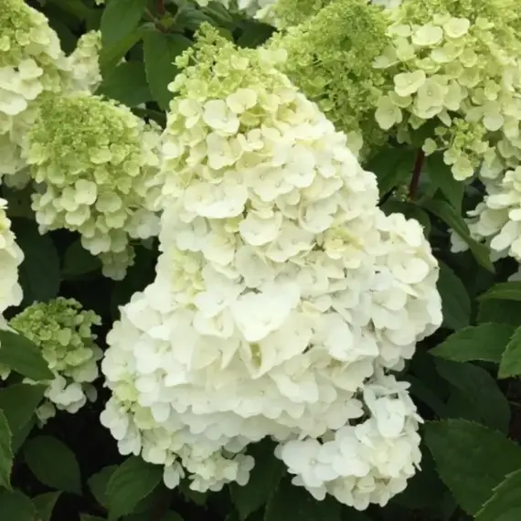 Гортензия метельчатая Мэджикал Мон Блан, изображение 2