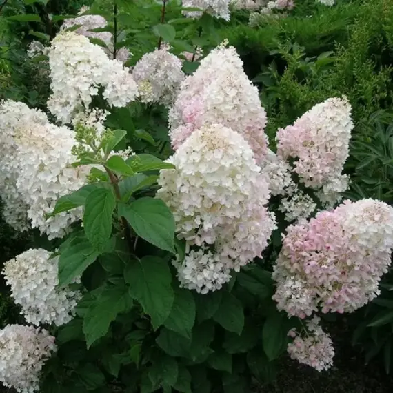 Гортензия метельчатая Сильвер Доллар, изображение 2