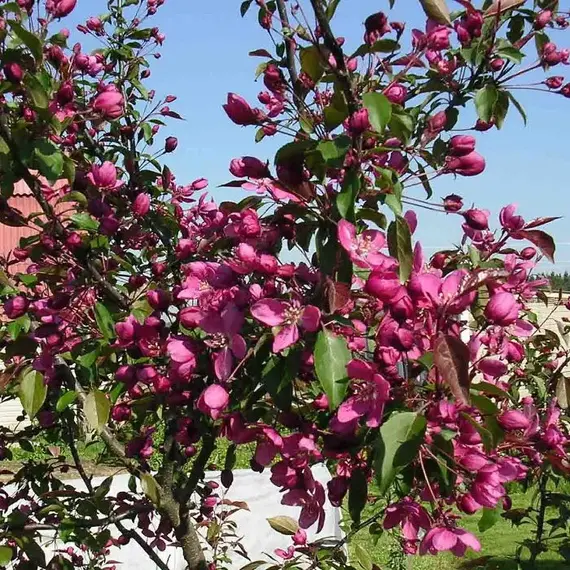 Яблоня декоративная Макамик, изображение 2