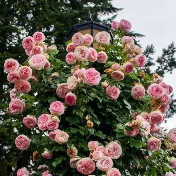 Роза плетистая Пьер де Ронсар, изображение 2