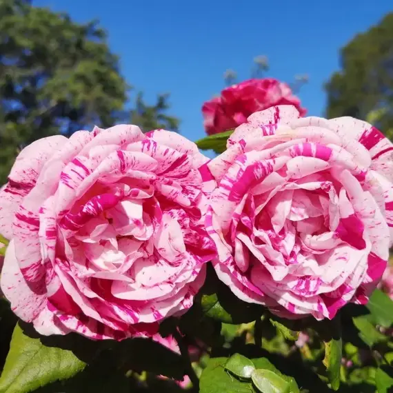 Роза ремонтантная Фердинанд Пишард, изображение 2