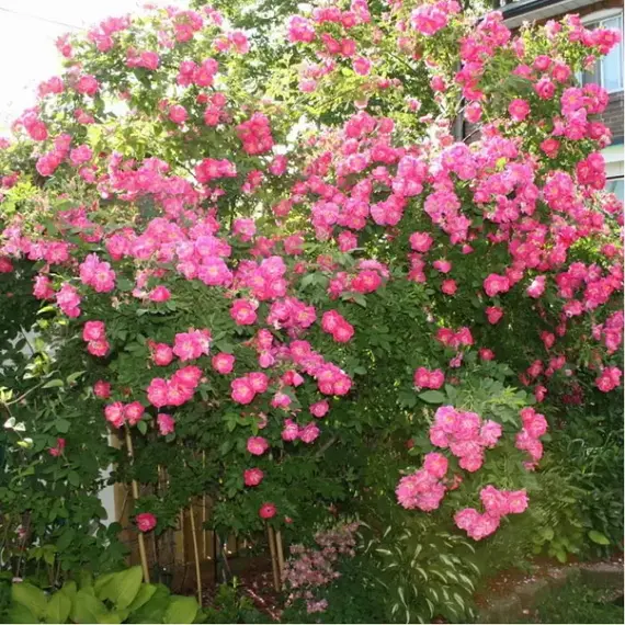 Роза канадская Уильям Баффин привитая, изображение 2