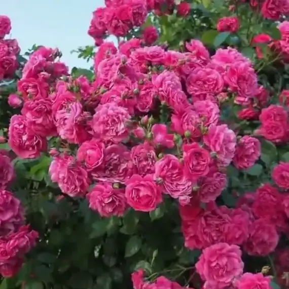 Роза плетистая Лагуна, изображение 2