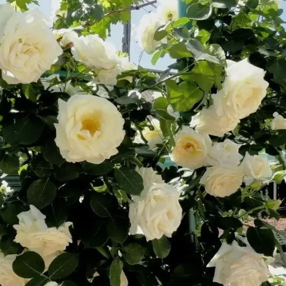 Роза плетистая Шнеевальцер, изображение 2