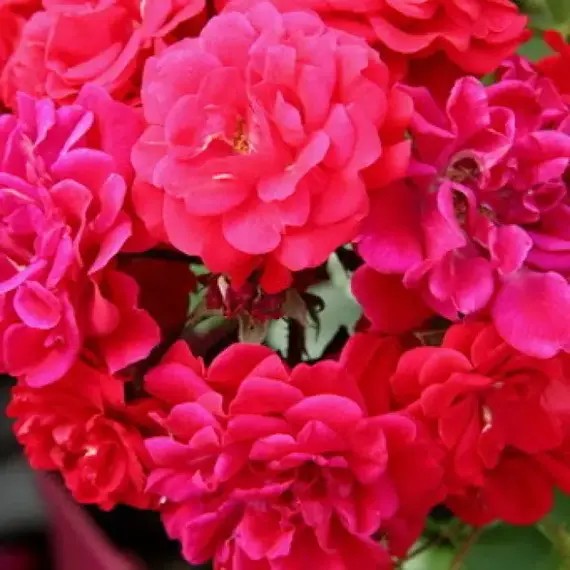 Роза на штамбе Хеллоу, изображение 2